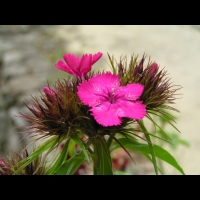 Oeillet du poete (4)